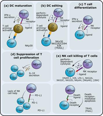 Germline natural killer cell receptors modulating the T cell response